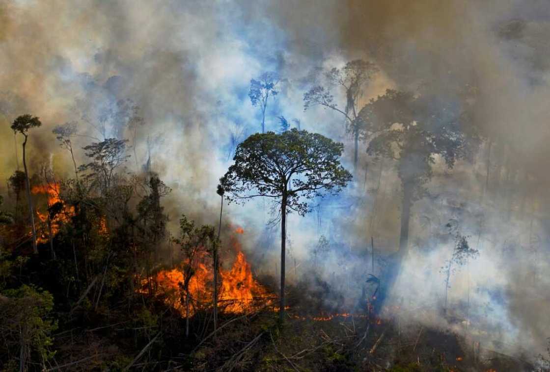 Lula plans to reverse the destruction of the Amazon and pursue a reforestation target of 12 million hectares, with or without international aid