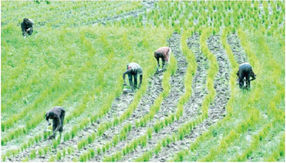 Sokoto: 'Yan Bindiga Sun Kashe Manoma 4 Saboda 'Sun Ƙi Yarda Shanu Su Cinye Amfanin Gonarsu'. Sokoto: 'Yan Bindiga Sun Kashe Manoma 4 Saboda 'Sun Ƙi Yarda Shanu Su Cinye Amfanin Gonarsu'.