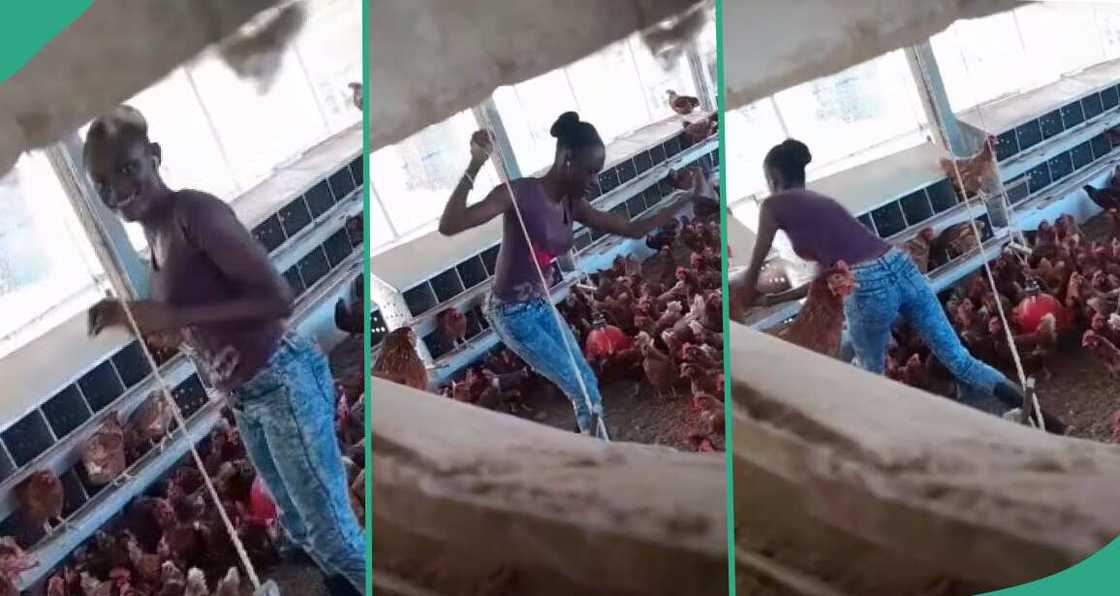 Lady caught performing for chickens in poultry Lady caught performing for chickens in poultry