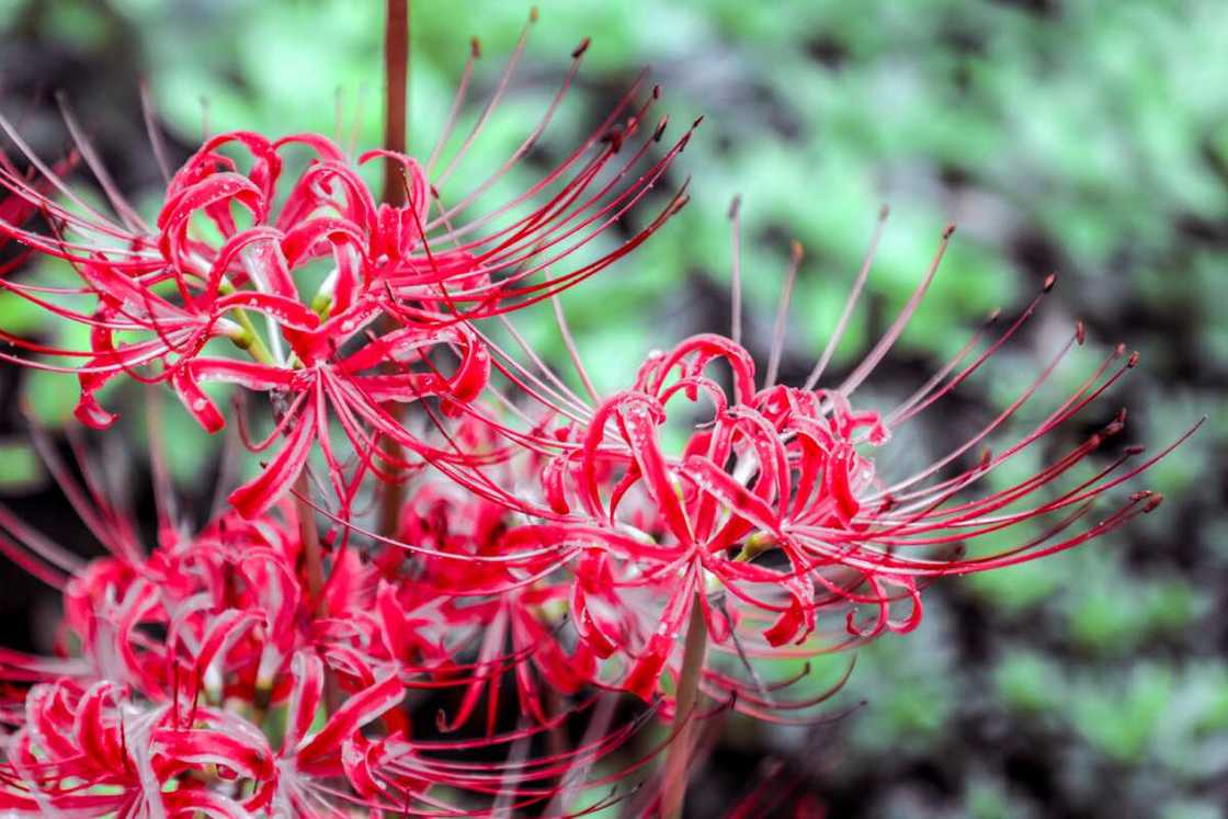 Red spider lily on a rainy day Red spider lily on a rainy day