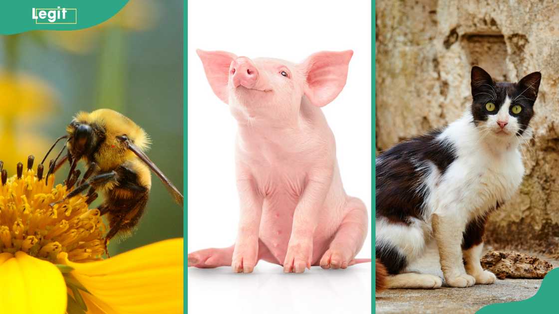 A bee on a sunflower (L), a pig (C), and a cat (R)