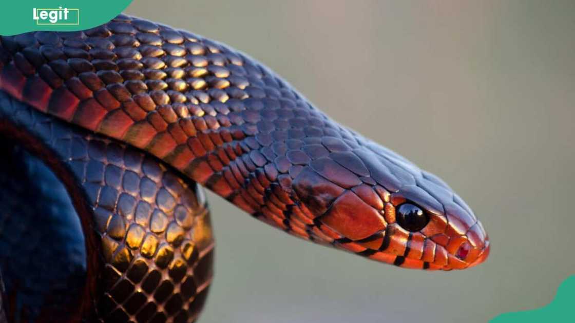 A huge Eastern indigo snake