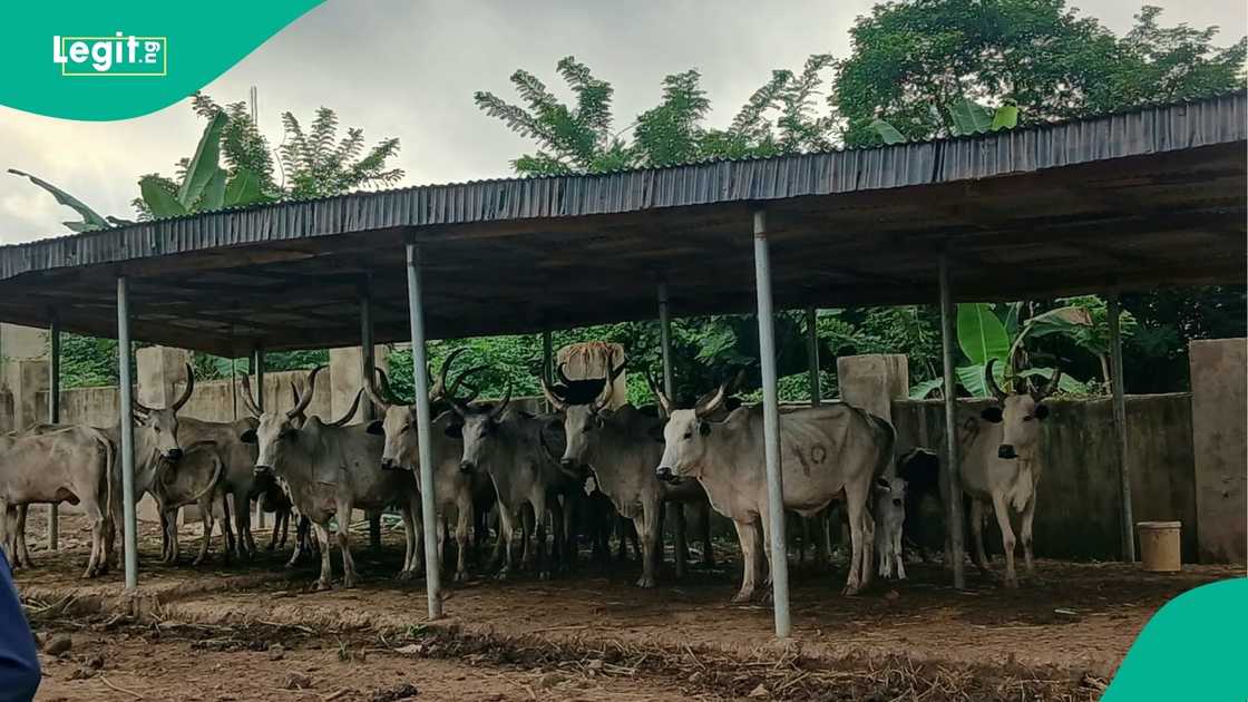 Oyo officials seize nine cows after a farm reports repeated invasions and damaged crops.