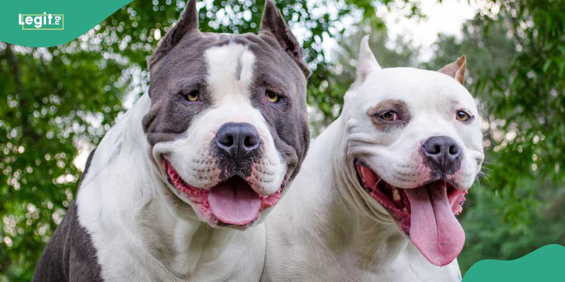 A pitbull dog breed shoots man in bed in US