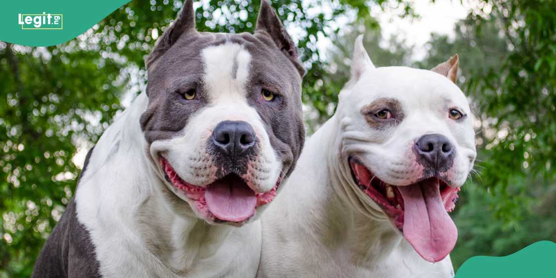 A pitbull dog breed shoots man in bed in US A pitbull dog breed shoots man in bed in US