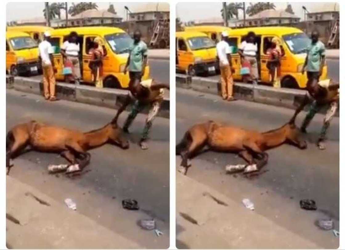 Tsananin gajiya ta sanya doki mutuwa a tsakiyar titi, bayan an koma yin acaba da shi a Legas Tsananin gajiya ta sanya doki mutuwa a tsakiyar titi, bayan an koma yin acaba da shi a Legas