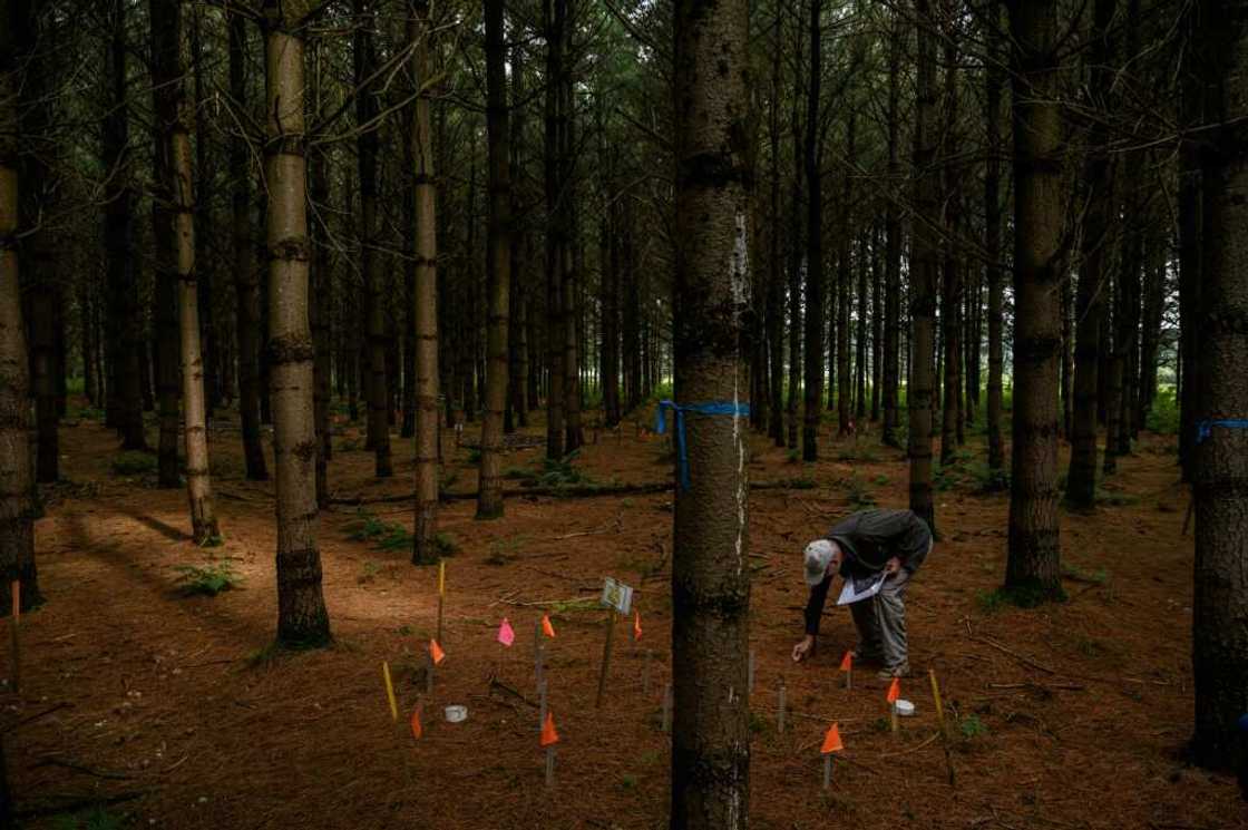 In Quebec province, government research scientist David Pare and his team are studying tree litter -- the decomposing organic material on the forest floor In Quebec province, government research scientist David Pare and his team are studying tree litter -- the decomposing organic material on the forest floor