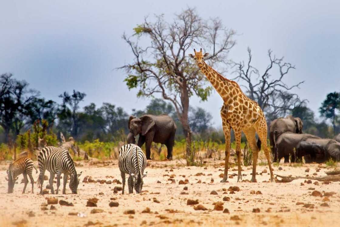 animaux de la savane