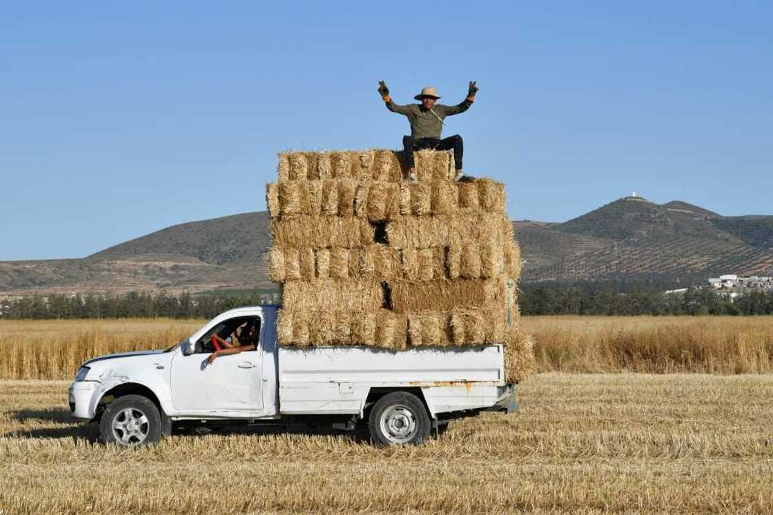 Man sits atop harvested bales of wheat packed in the back of a pickup truck in a field in the Sidi Thabet region north of the Tunisian capital Tunis Man sits atop harvested bales of wheat packed in the back of a pickup truck in a field in the Sidi Thabet region north of the Tunisian capital Tunis