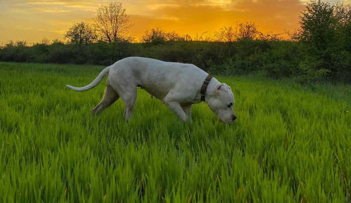 A Dogo Argentino walking on a green grass field A Dogo Argentino walking on a green grass field