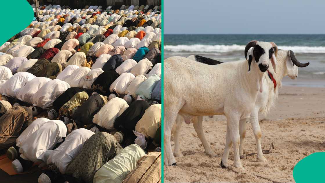 Qurbani prices in Dubai ensure fairness, transparency and proper distribution to families in need. Qurbani prices in Dubai ensure fairness, transparency and proper distribution to families in need.