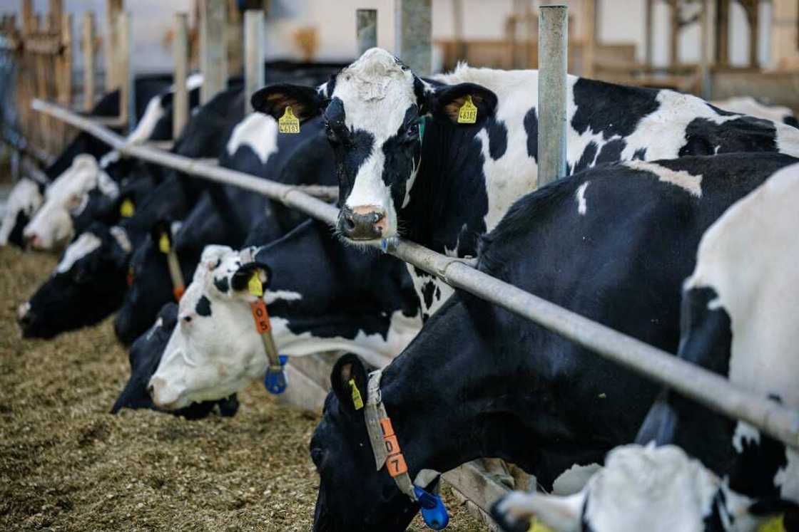 Marc Bernhardt's farm has about 100 cows, and production is entirely automated Marc Bernhardt's farm has about 100 cows, and production is entirely automated