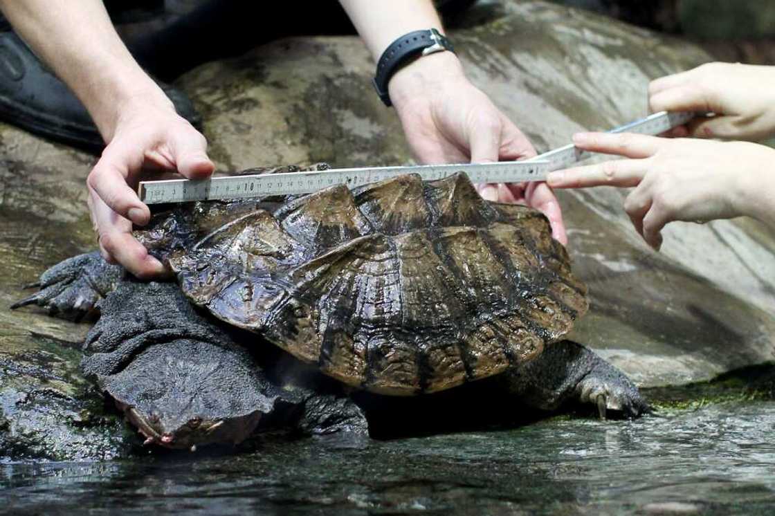 A matamata turtle is measured in a German zoo A matamata turtle is measured in a German zoo