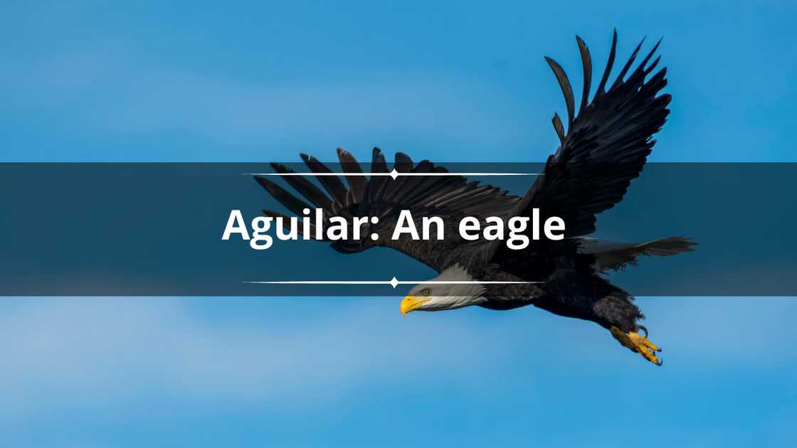 An eagle flying in the sky