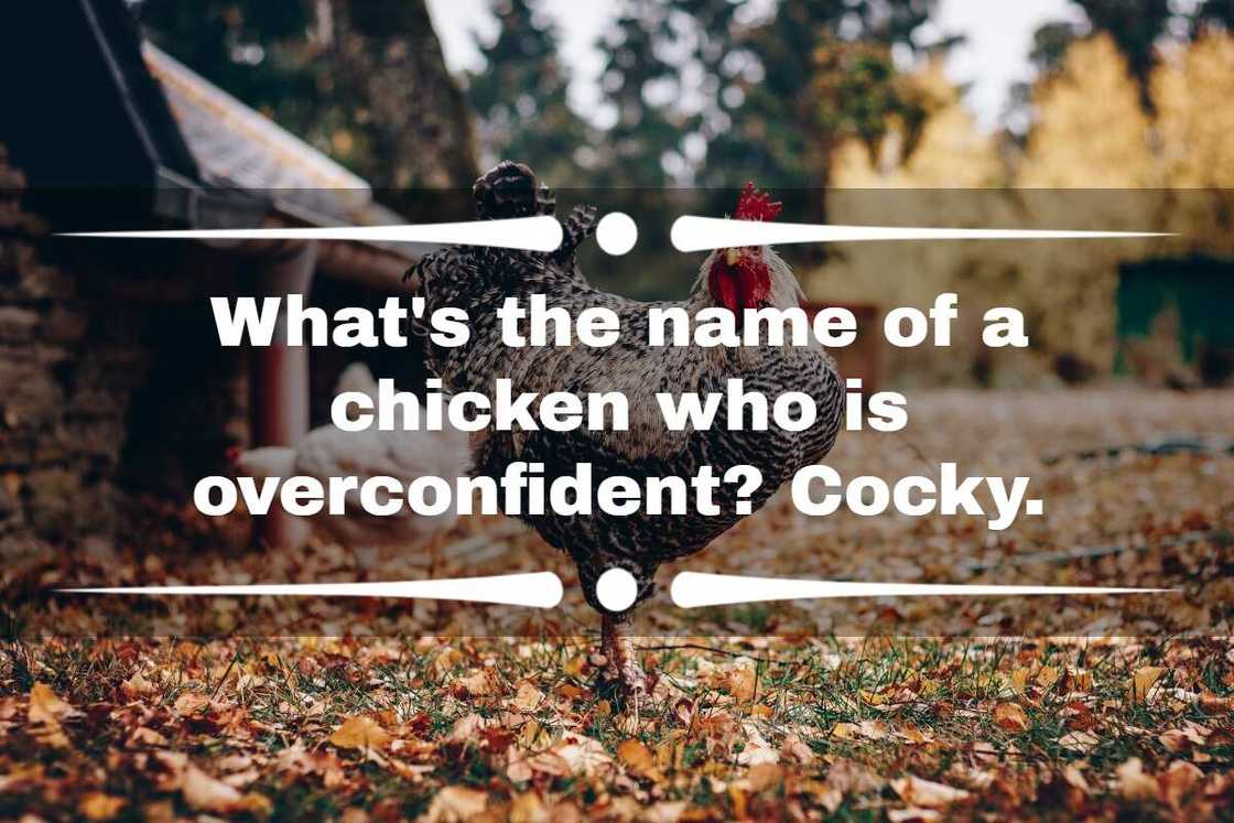 best chicken jokes