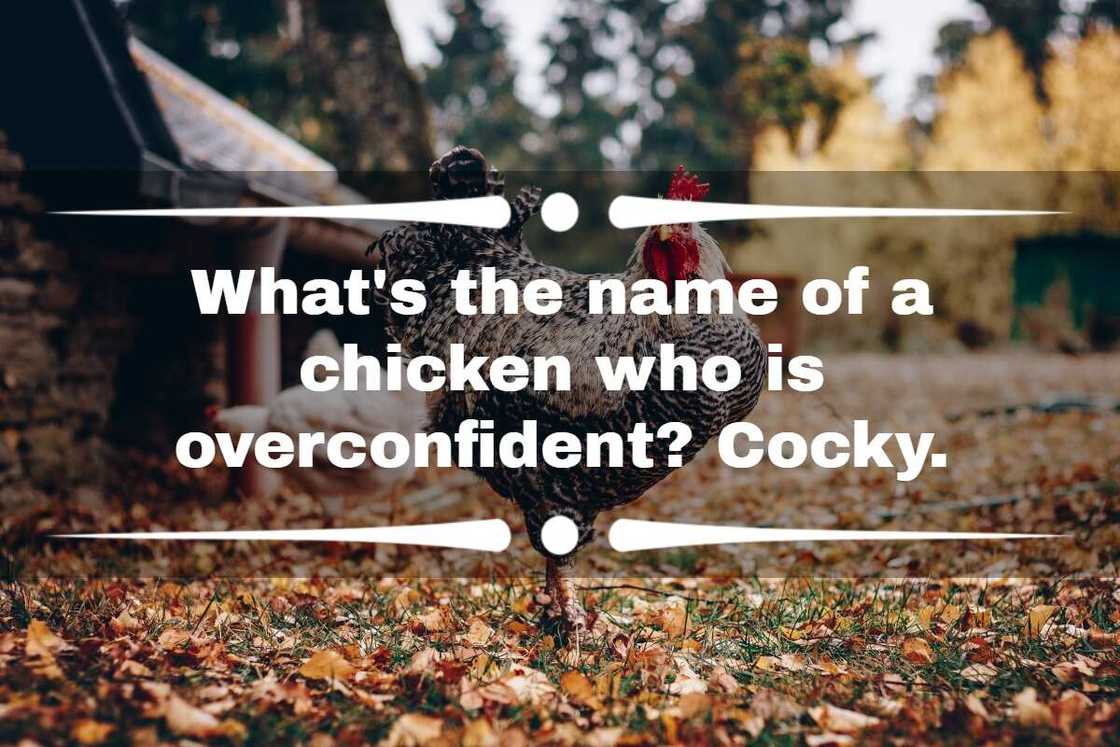 best chicken jokes best chicken jokes