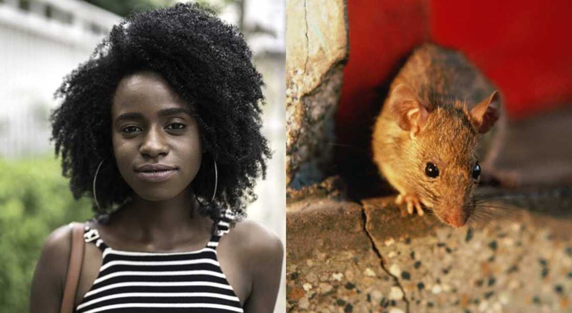 Lady says the rat in her house should be left alive. Lady says the rat in her house should be left alive.