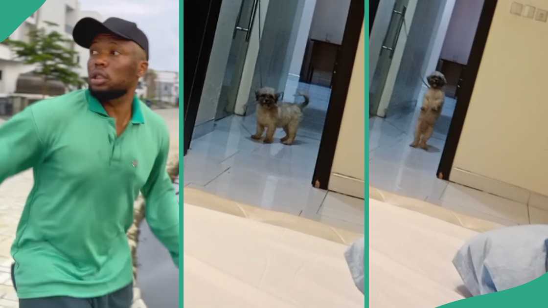 Dog jumps on Brain Jotter's dance challenge.