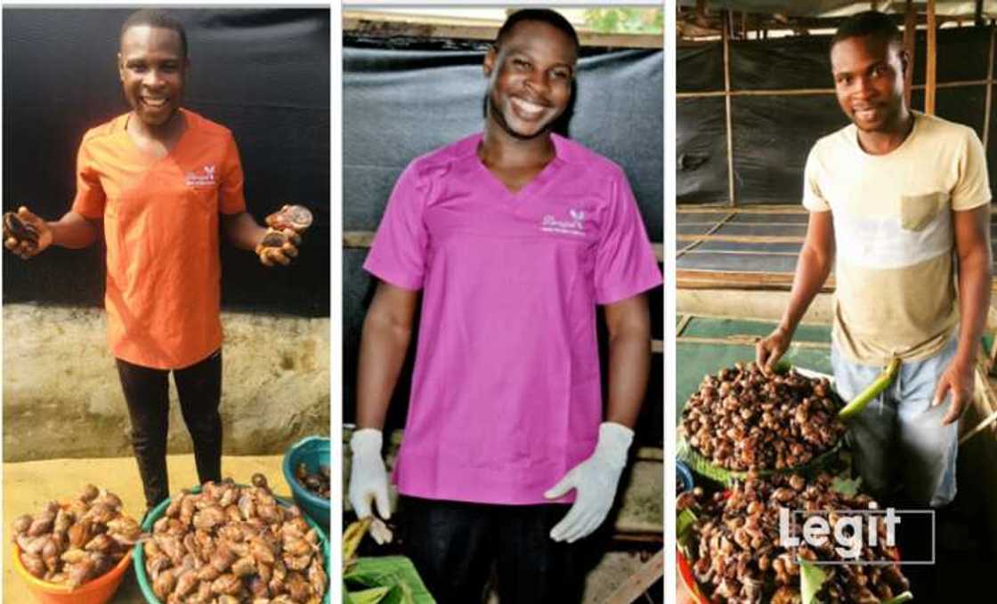Snail farming, Henry Akpor Etineh, Arapel Agro Farms Snail farming, Henry Akpor Etineh, Arapel Agro Farms