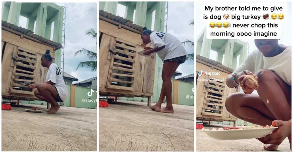 Dogs, brother's dogs', turkey Dogs, brother's dogs', turkey