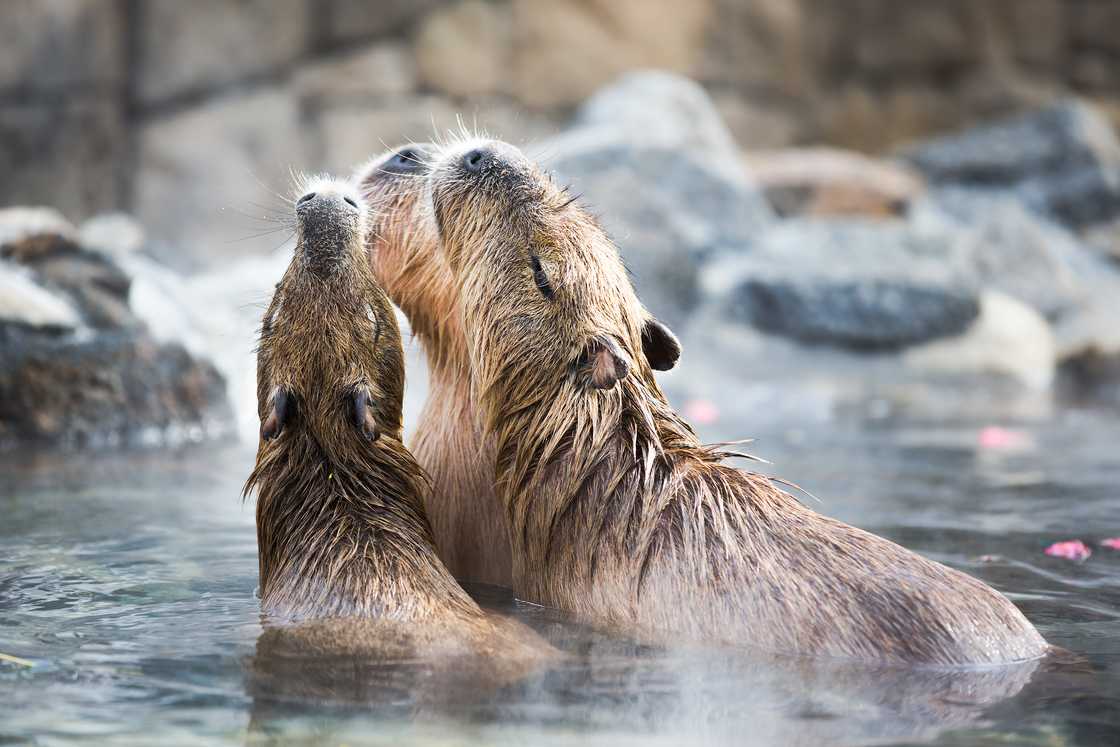 Capybara in hot springs in Izu Shaboten Park, Japan