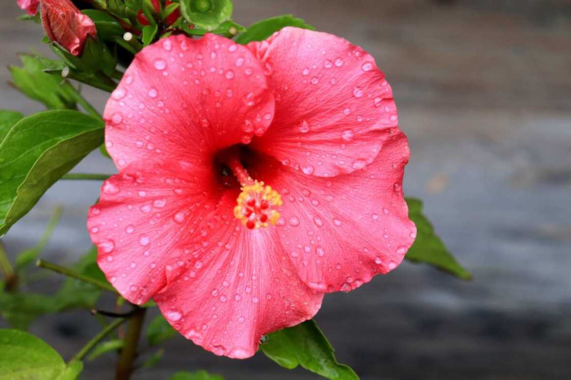 A red hibiscus A red hibiscus