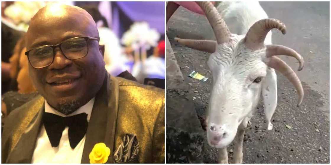 Comedian Gbenga Adeyinka shares video of rare ram. Comedian Gbenga Adeyinka shares video of rare ram.