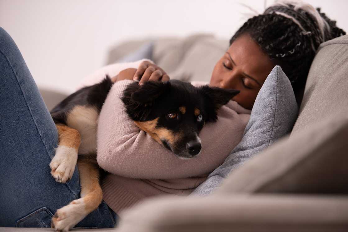 Person rests on a couch, embracing a black and brown dog. Person rests on a couch, embracing a black and brown dog.