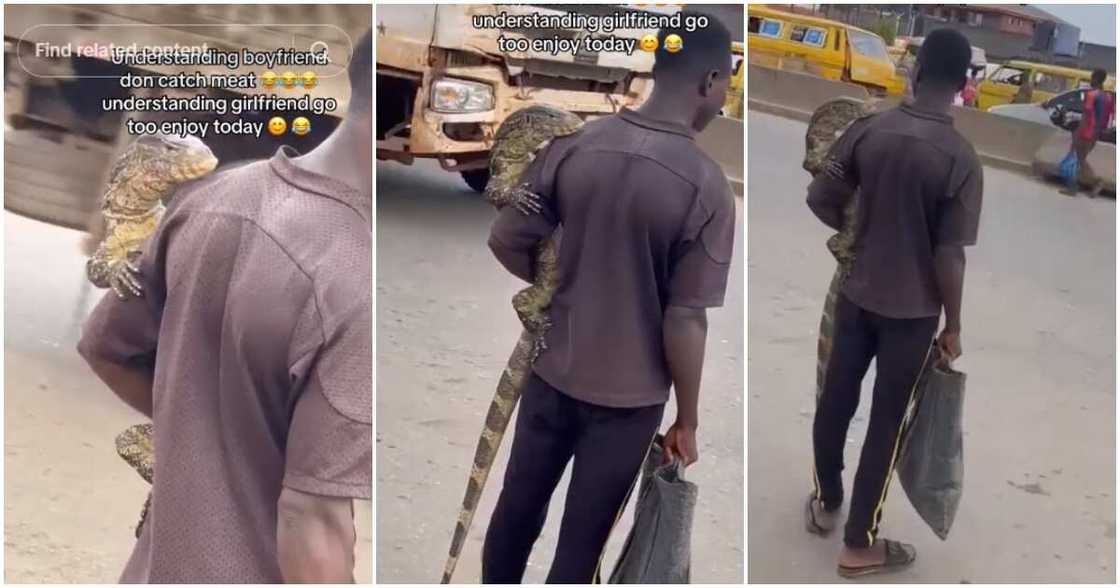 Alligator, man, road Alligator, man, road