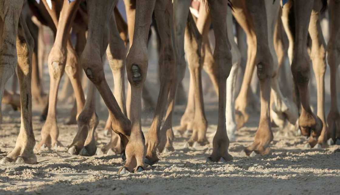 'The only sport for me is racing, and when I'm by my camel I feel like the whole world is mine,' says one fan