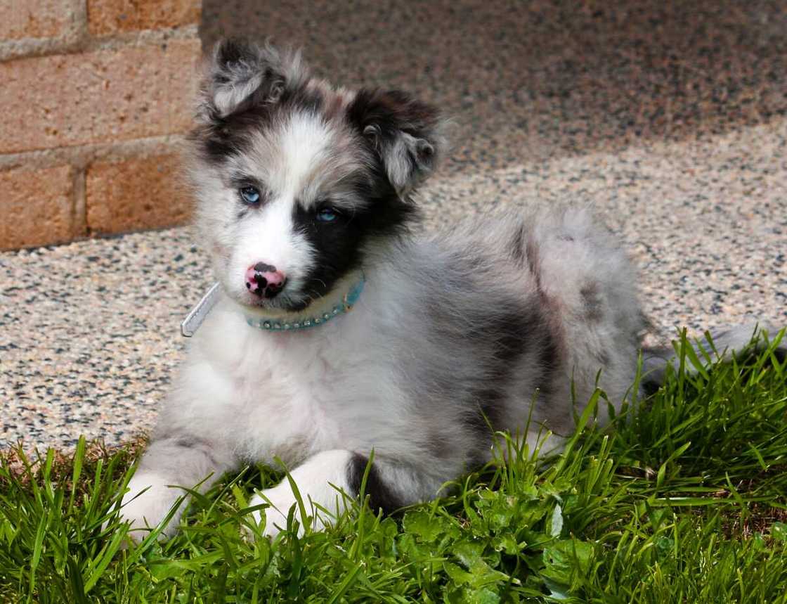 Australian Koolie puppy