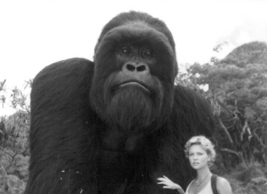 A black and white photo of Charlize Theron and Joe in a scene from the film 'Mighty Joe Young