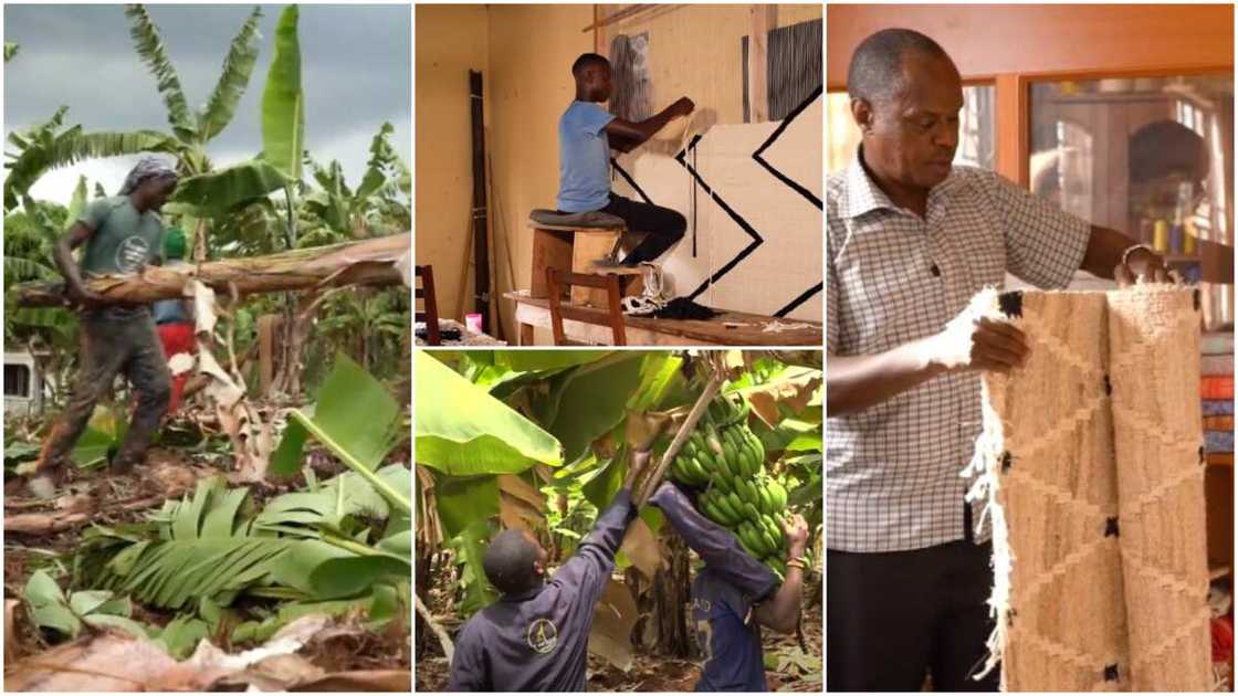 Company in Uganda turns banana stems into rugs, basket, other home materials, video drops