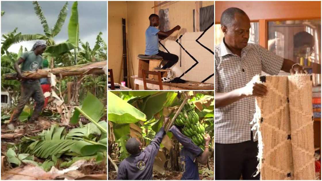 Company in Uganda turns banana stems into rugs, basket, other home materials, video drops Company in Uganda turns banana stems into rugs, basket, other home materials, video drops