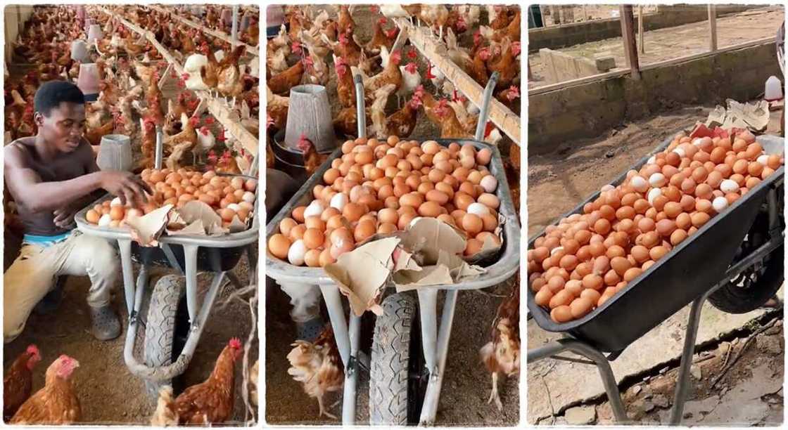 Man picking eggs from a poultry farm. Man picking eggs from a poultry farm.