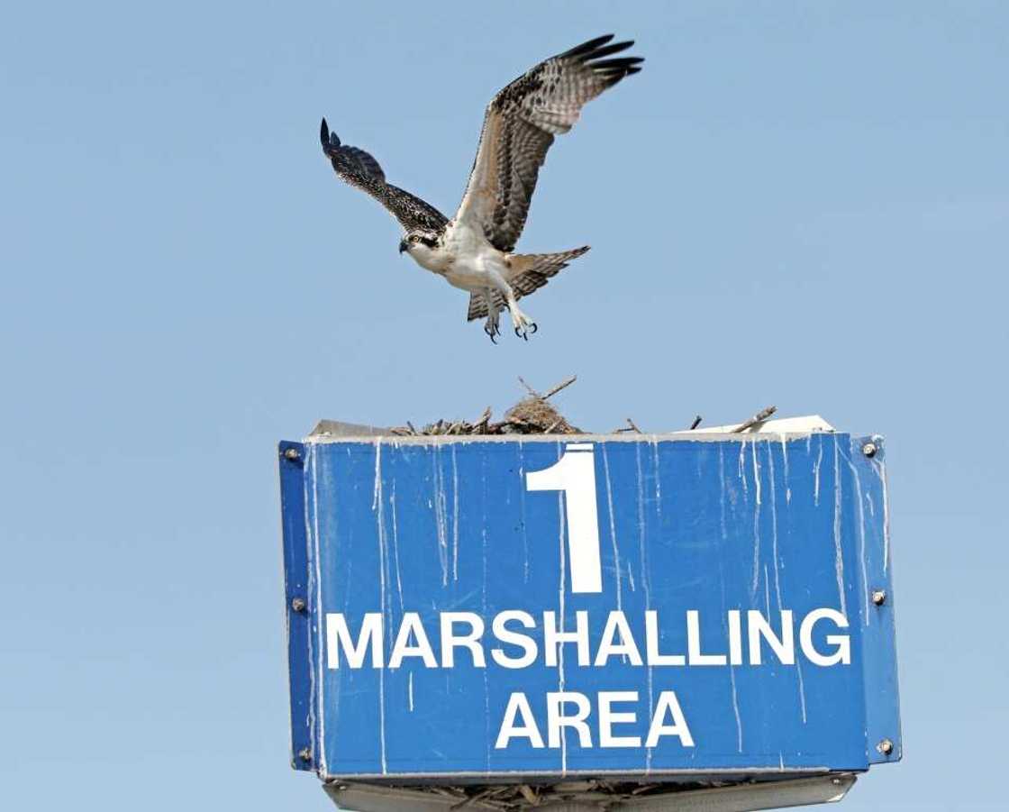 An osprey takes flight from a nest it was building at the Kennedy Space Center in Florida An osprey takes flight from a nest it was building at the Kennedy Space Center in Florida
