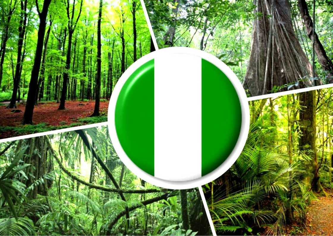 Types of Forest Found in Nigeria Types of Forest Found in Nigeria