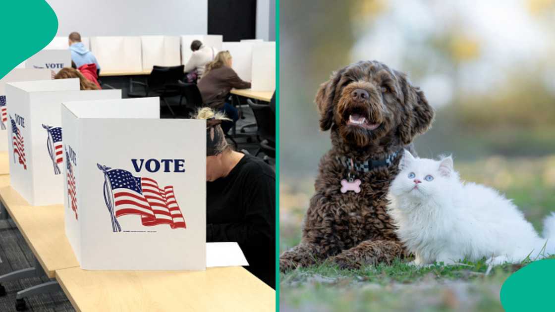 Laura Lee Yourex, a 62-year-old woman in Costa Mesa, California, faces multiple charges after allegedly registering her dog to vote in two state elections. Laura Lee Yourex, a 62-year-old woman in Costa Mesa, California, faces multiple charges after allegedly registering her dog to vote in two state elections.