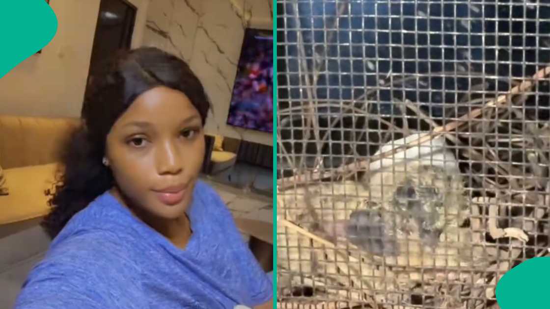 Lady allows bird to hatch eggs on her bathroom window.