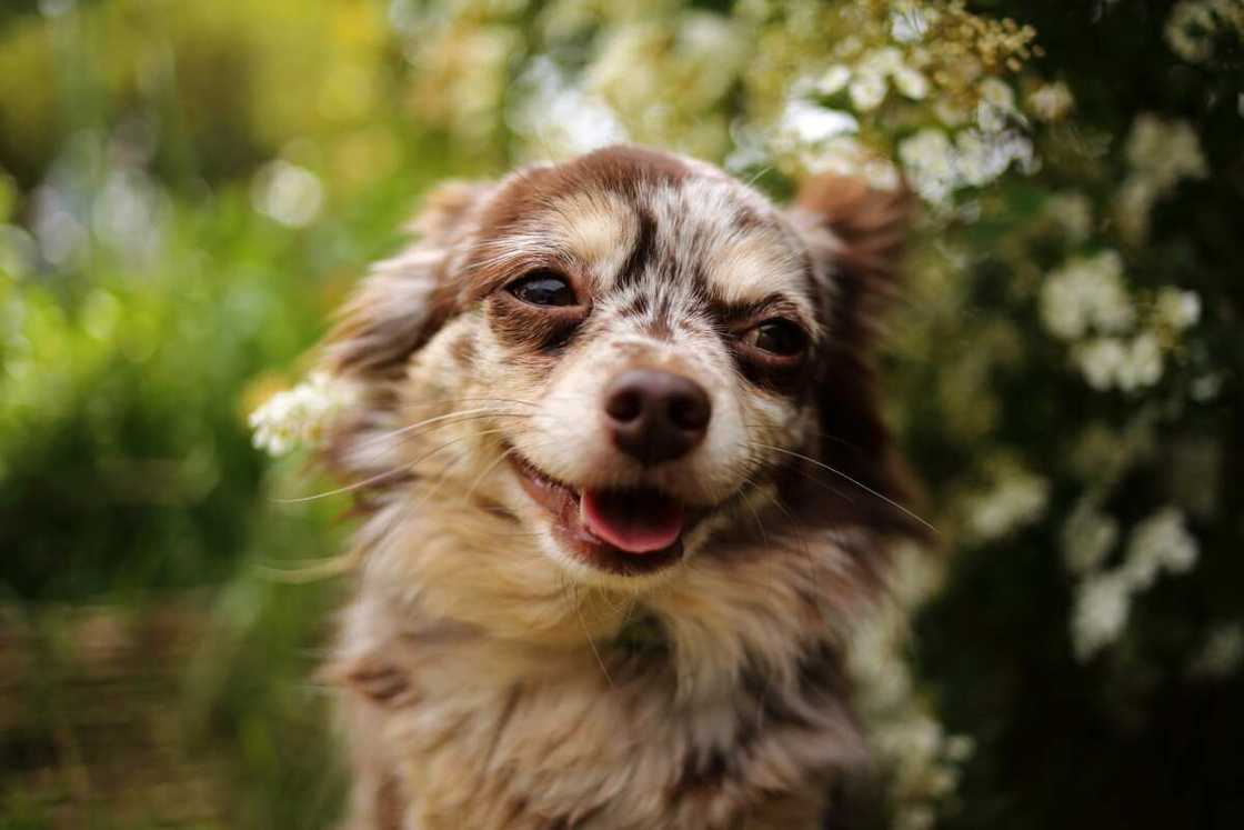 A happy Chihuahua