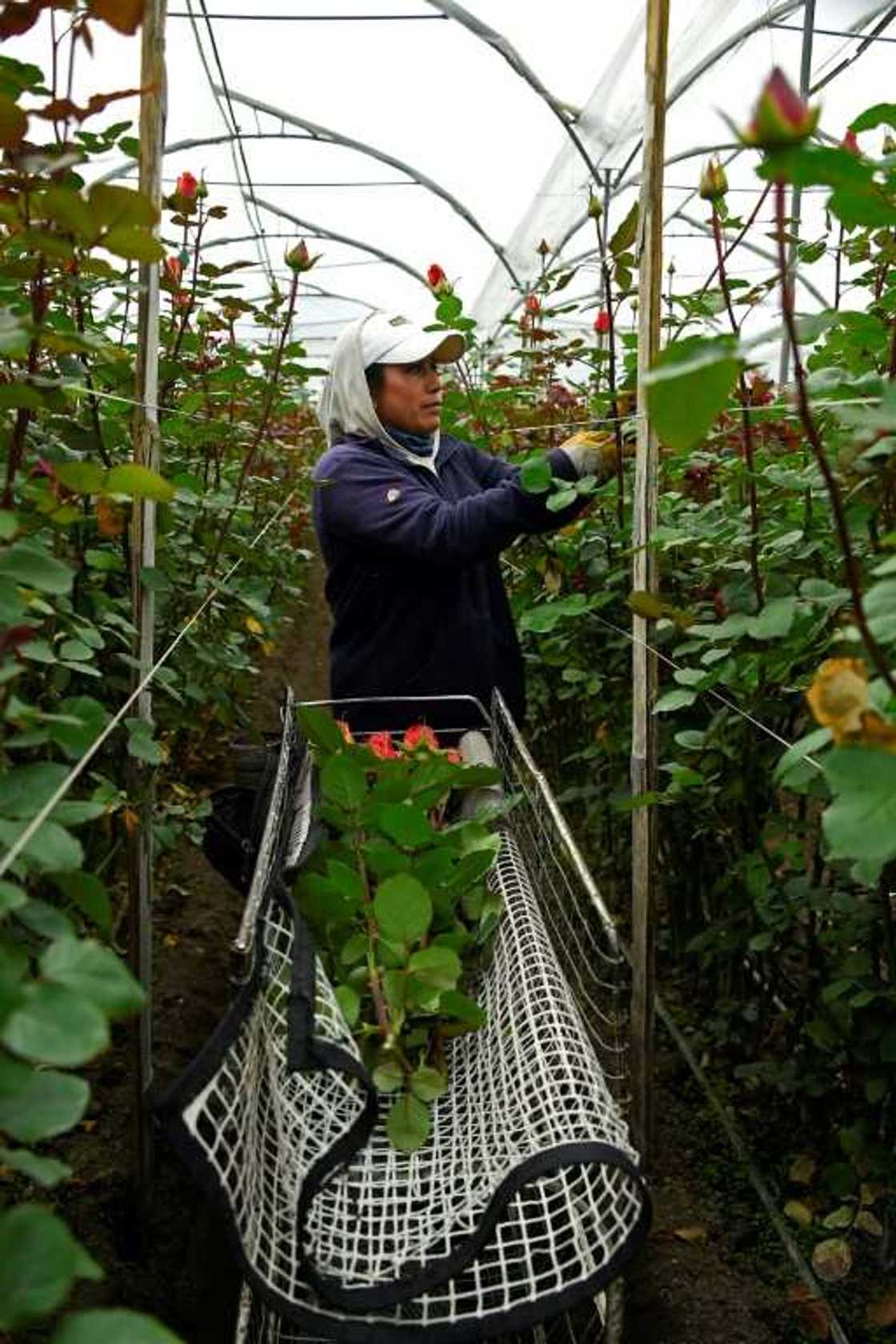 Rose exports are Ecuador's fourt-biggest income generator Rose exports are Ecuador's fourt-biggest income generator