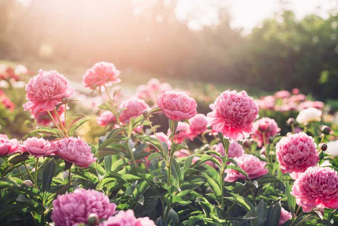 Peonies in the summer garden