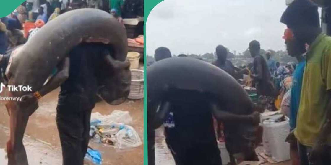 Man catches giant fish at sea