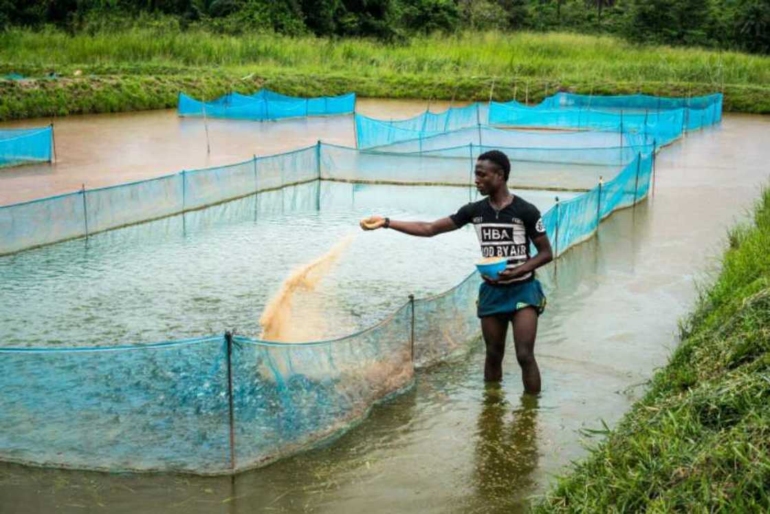 Extensive fish farming system