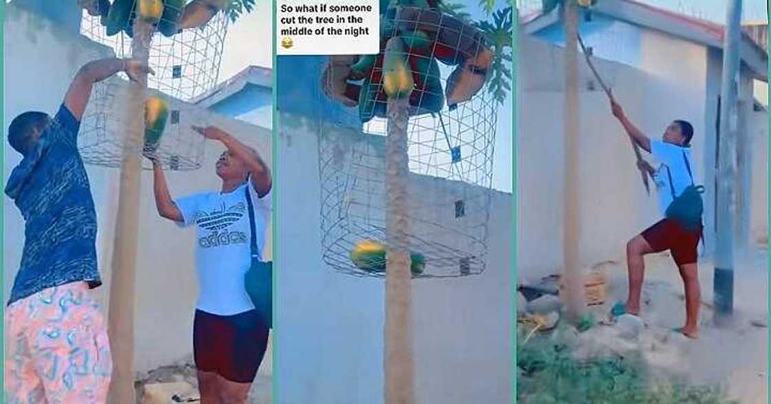 Lady caught on camera plucking pawpaw from protected tree Lady caught on camera plucking pawpaw from protected tree