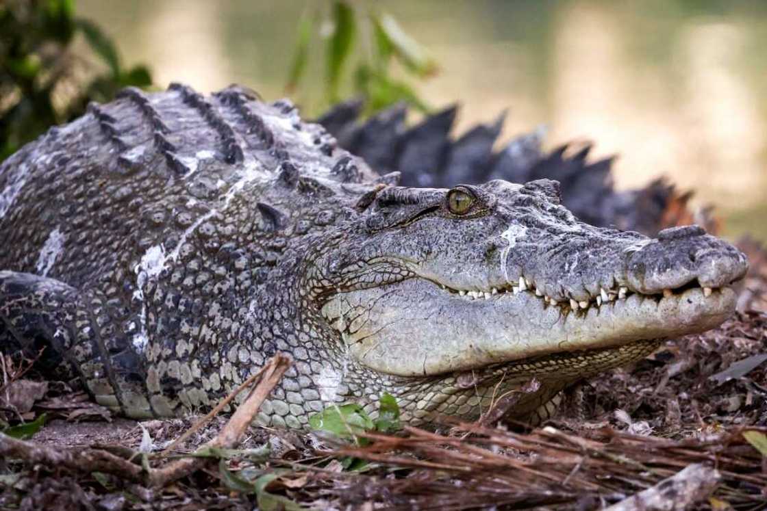 As populations boom and larger crocs become common, attacks, though rare, are likely to increase As populations boom and larger crocs become common, attacks, though rare, are likely to increase