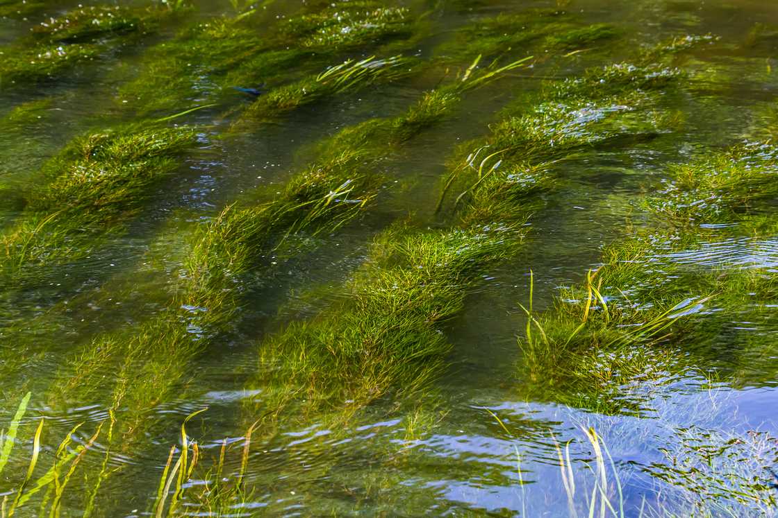 Pondweed in the river Pondweed in the river