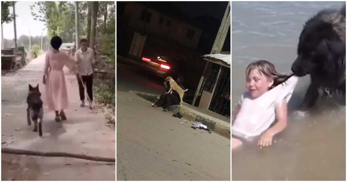 Dog helps man, kind dog, dog helps blind man, dog helps mad Nigerian lady, crazy loyalty from dog, dog latest news Dog helps man, kind dog, dog helps blind man, dog helps mad Nigerian lady, crazy loyalty from dog, dog latest news