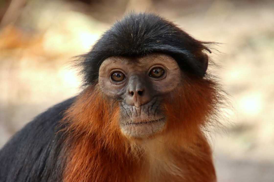 Western red colobus Western red colobus
