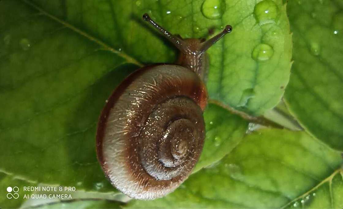 xiaomi redmi note 8 pro specs xiaomi redmi note 8 pro specs